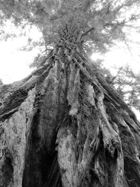 BW RedWood